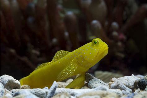 Yellow Watchman Goby: Care, Breeding, Diet & Behavior - Fish Informer