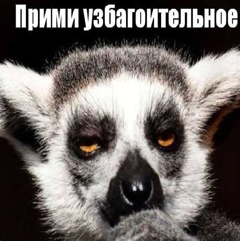 Прикольные картинки "Узбагойся!" (43 фото)