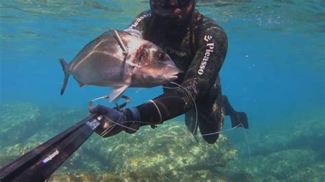 Pesca Submarina En Mallorca Dorada Al Acecho Youtube