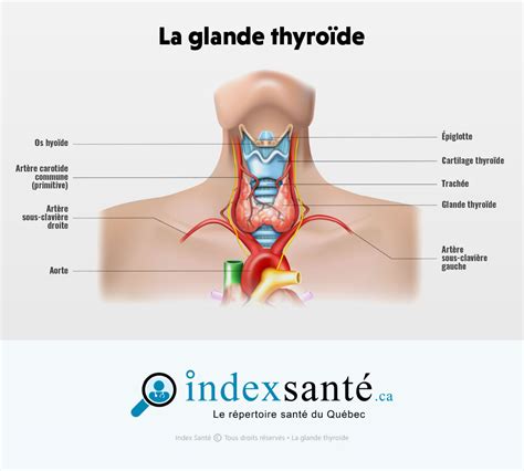 Glandes Du Système Endocrinien