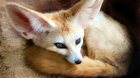 Fennec habitat caractéristiques Tout savoir sur le renard des sables