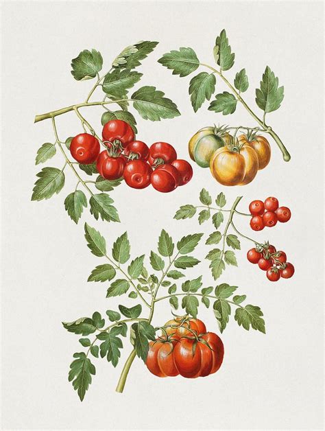 Solanum Lycopersicum L Common Tomato Free Photo Illustration