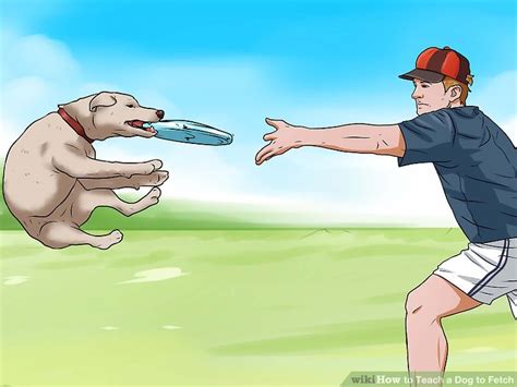 How To Teach A Dog To Fetch 6 Steps With Pictures Wikihow