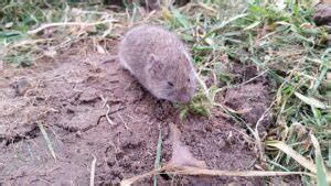 Lutter Intelligemment Contre Le Rat Taupier Au Potager