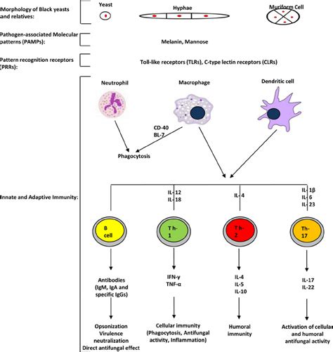 General Overview Of Innate And Adaptive Immune Responses To And