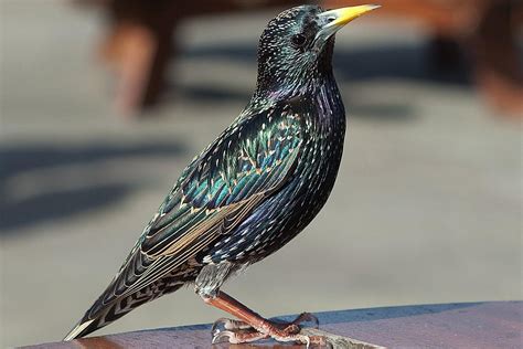 Common or European Starling