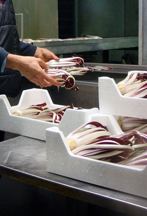 Come Nasce Il Radicchio Rosso Di Treviso Azienda Agricola Dolce Amaro