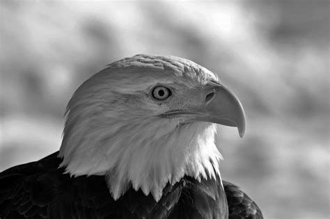 Grayscale The Average Lifespan Of Bald Eagles In The Wild Flickr