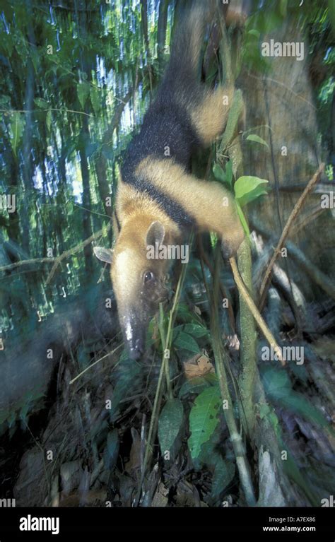 América Central Panamá la Isla de Barro Colorado Wested el oso