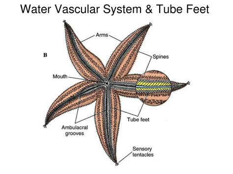 Ppt Phylum Echinodermata Powerpoint Presentation Free Download Id