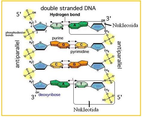 Struktur Dna Dan Rna Struktur Hipotesis Replikasi Dna Tipe Rna