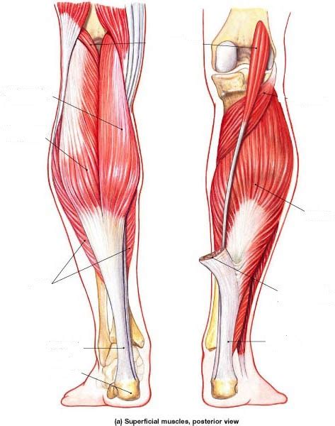 Posterior Muscles Of The Ankle And Foot Diagram Quizlet