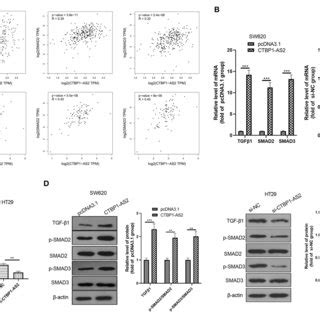 Regulation Of CTBP1 AS2 On CRC Proliferation Apoptosis And