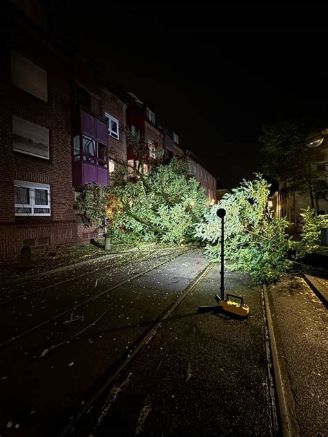 Baum St Rzt Auf Oberleitung Der Stra Enbahn M Besch Digt