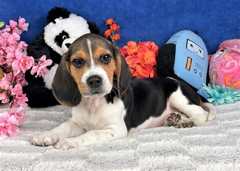 Beagle Puppies For Sale - Long Island Puppies