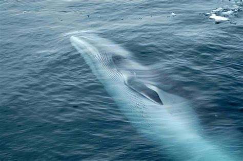 Learn About the 14 Baleen Whale Species