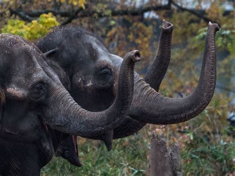 Elephants Suction Powers Even More Remarkable That Previously Thought