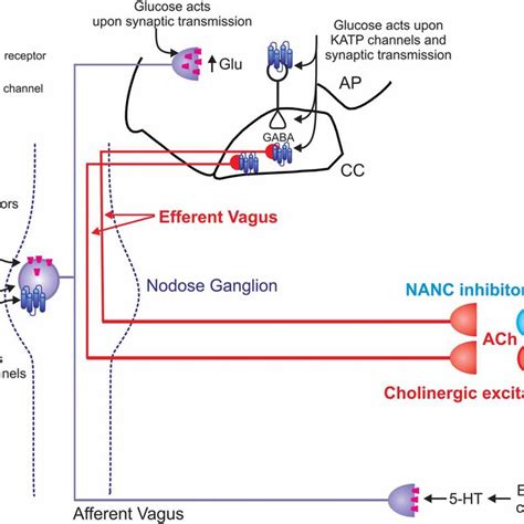 Schematic representation of the effects of glucose on vago-vagal reflex ...