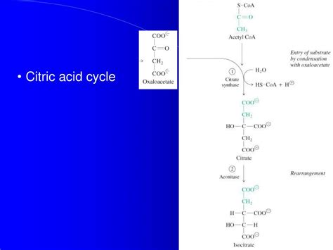 Ppt Chapter The Citric Acid Cycle Powerpoint Presentation Free