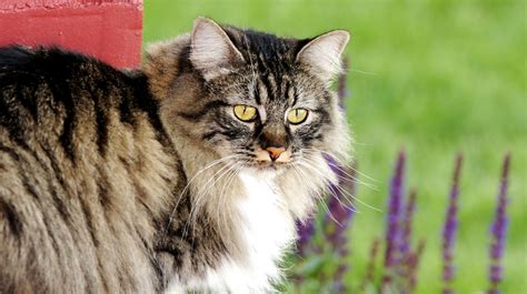 Manx Coon Cat