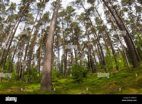 Pinos Silvestres Pino Silvestre Pinus Sylvestris Bosque De Pino