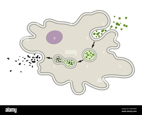 Explain the process of nutrition and digestion in Amoeba Stock Photo ...