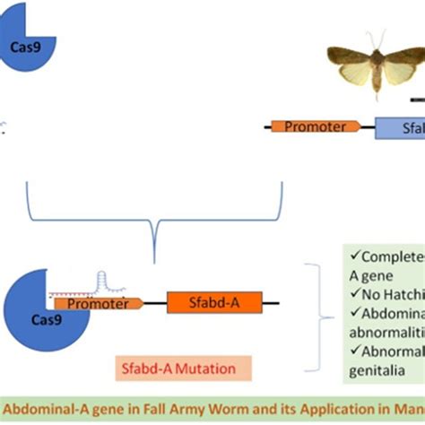 Pictorial Representation Of Crispr Targeting Abdominal A Gene In Faw