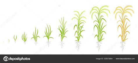 Circular Life Cycle Of Growth Stages Of Rice Rice Increase Vector Oryza Ripening Use Stock