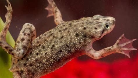 Keeping African Dwarf Frogs in the aquarium