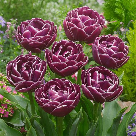 Buy premium quality Tulip Dream Touch 10/12cm from Dutch Bulbs