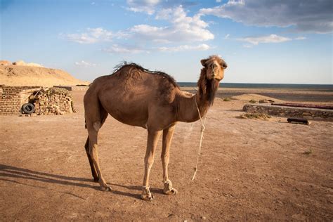 Camel Showdown: Dromedary vs Bactrian