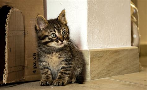 Guia prático para escolher a raça ideal do seu gato Dicas dos Animais