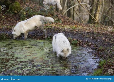 Arctic Wolf Canis Lupus Tundrarum Adult Entering Water Stock Photo