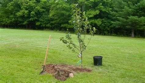 10 Tools You Need When You're Planting Trees - Hobby Farms