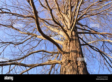 Bald Cypress Tree Bark Stock Photos & Bald Cypress Tree Bark Stock Images - Alamy