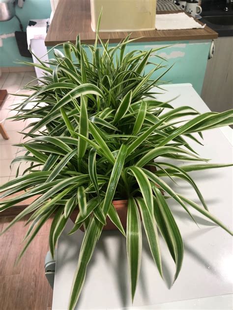 Spider Plant Bush X Cm Furniture Home Living Gardening