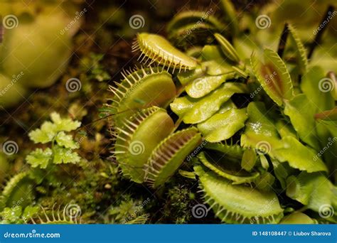 El Muscipula De Venus Fly Traps Dionaea Y Las Plantas Carn Voros De La