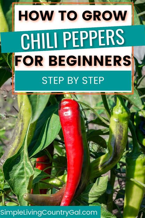 How To Grow Chili Peppers Step By Step Guide