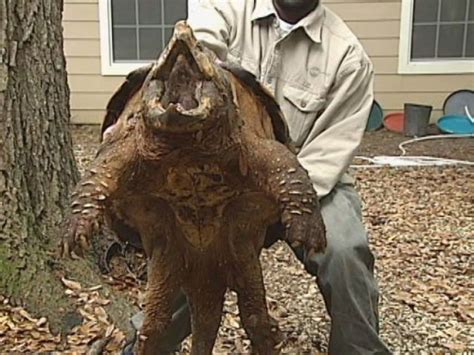 Did You Hear About the Huge Alligator Snapping Turtle Rescue? Whoa!