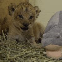 Lion Cub GIFs - Find & Share on GIPHY