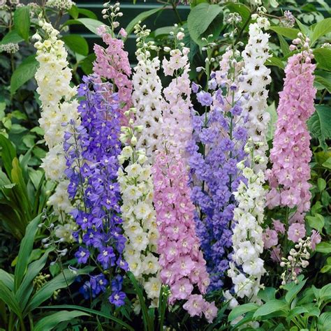 Larkspur Seeds Standard Mix Flower Seeds In Packets And Bulk Eden