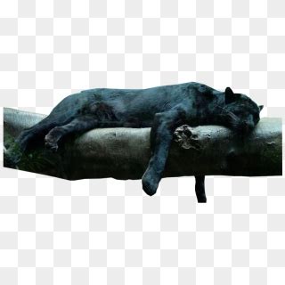 Black Jaguar Png - Black Panther In Habitat, Transparent Png - 800x600 ...