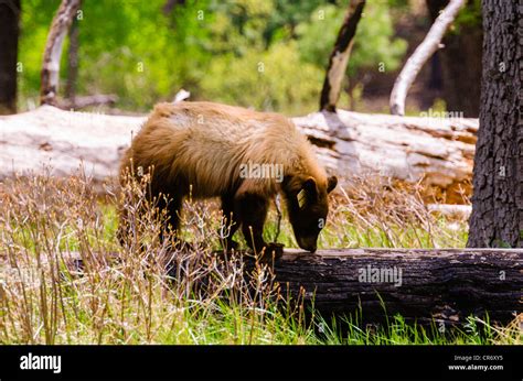 Black Bear Yosemite Valley Yosemite National Park California Usa