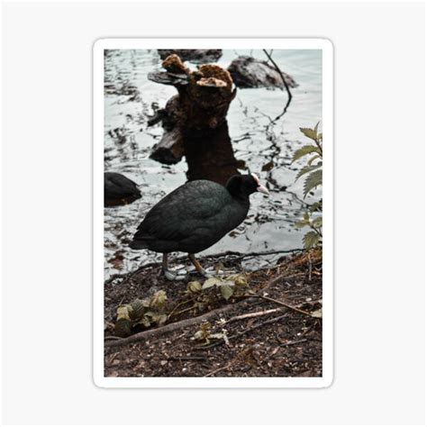 Eurasian Coot Sticker For Sale By Shesjustcurious Redbubble