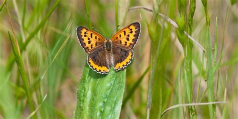 Papillons D Europe Les Plus Jolies Esp Ces Boutique Papillon