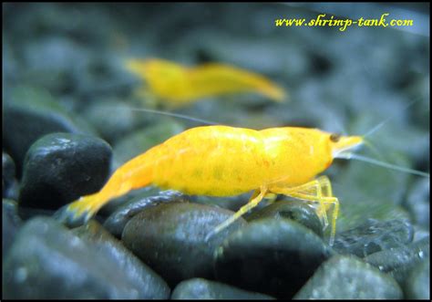 Shrimp Tank Orange Sakura 13 C