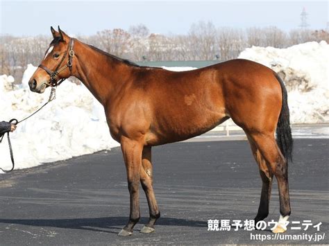 セブンダートオー競走馬2019年産 成績｜地方競馬予想のウマニティ