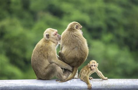 Father, Mother and Baby Monkey Sitting on a Fence Blocking the Road Background Green Leaves ...