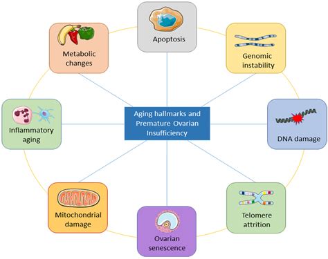 Premature Ovarian Insufficiency And Infertility Encyclopedia Mdpi