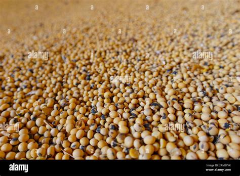Soybean Mature Seeds Pile Of Soybeans After Harvest Stock Photo Alamy